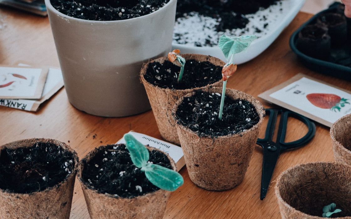 Homegardening: Jungpflanzen erfolgreich vorziehen