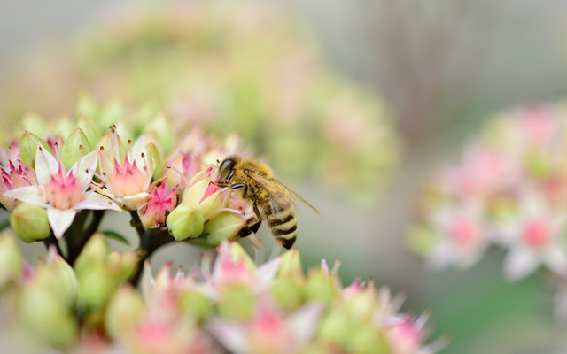 Bee Careful zu den Bienen - Mehr als Honig, Maja und Kerzenwachs