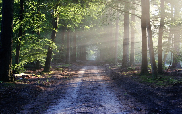Ein Spaziergang durch den Wald - Welche Spuren hinterlassen wir?