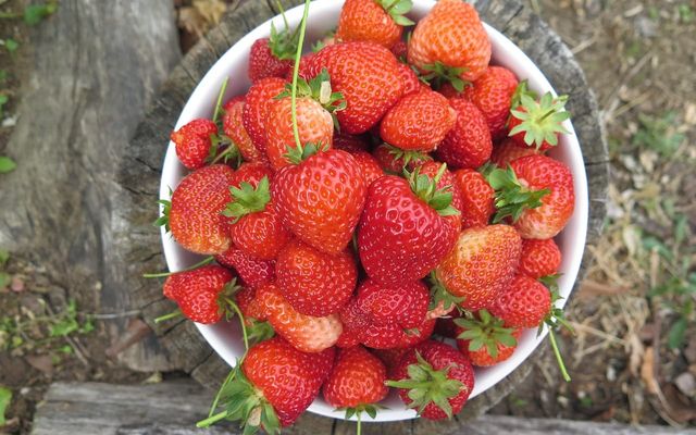 Erdbeeren aus Spanien, Marokko, Andalusien? - Warum die Vorfreude unbedingt bis Mai anhalten sollte!