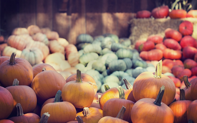 Herbstzeit ist Kürbissuppenzeit