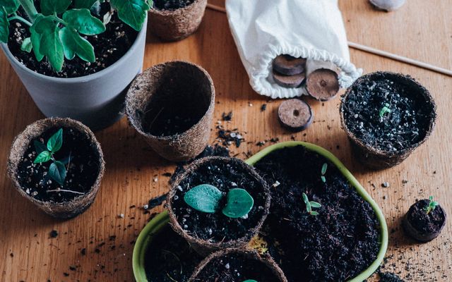 Homegardening: Die richtigen Pflanzgefäße