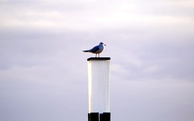 St. Peter-Ording - Erholung an der Nordsee und schöne Träume in der Bude54